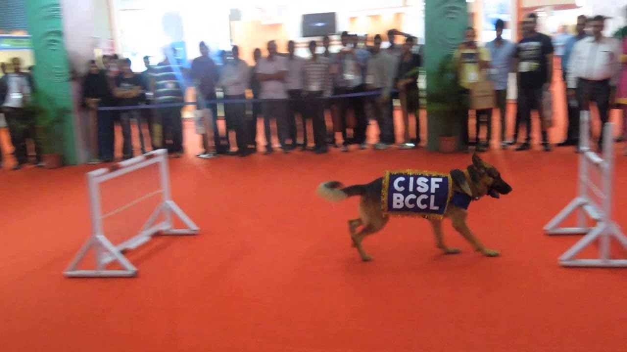 Dog Jumping Show in 16th Security Expo Sep. 2013 YouTube