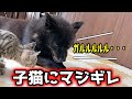 甲斐犬一休が子猫を初めて怒った瞬間。