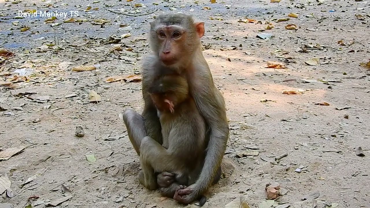 Monkey Rejecting OMG! Monkey Lauy rejecting the milk on her baby monkey why she weaning ...