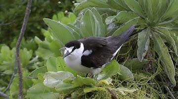 Sooty Terns, Seychelles