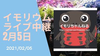 イモリウムライブ中継2021年2月5日