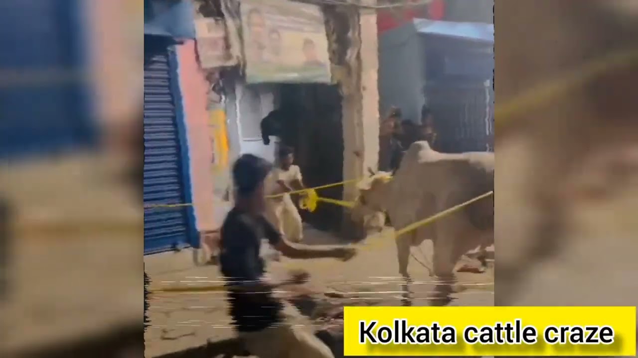 Unloading Of Very Angry 😡 And Dangerous 🔥Cow of taufique bhai ✌🏻