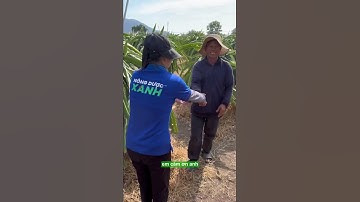 Combo tái tạo bộ rễ STYM AA ROOTE + EUROFOS LIQUID