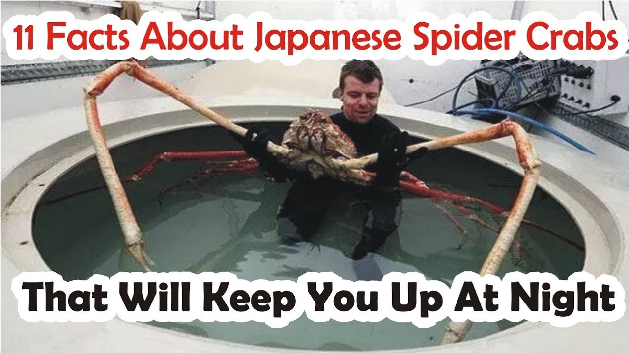 11 Facts About Japanese Spider Crabs That Will Keep You Up At Night Animalpedia Youtube