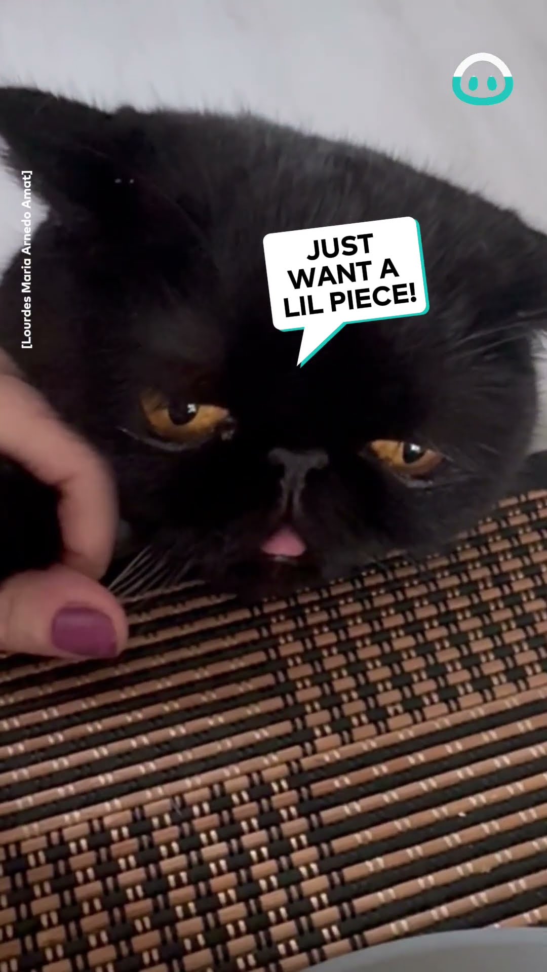 Hungry Kitty Begs for a Snack || ViralHog