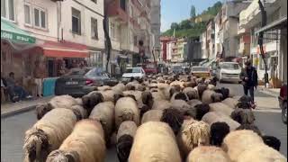 Soran Olursa Tokoon Oğlu Geçti Dersin