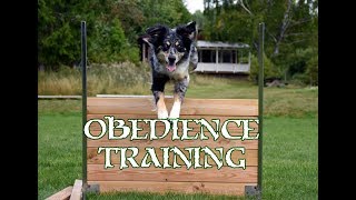 Training With Tinja #3 Directed Retrieve