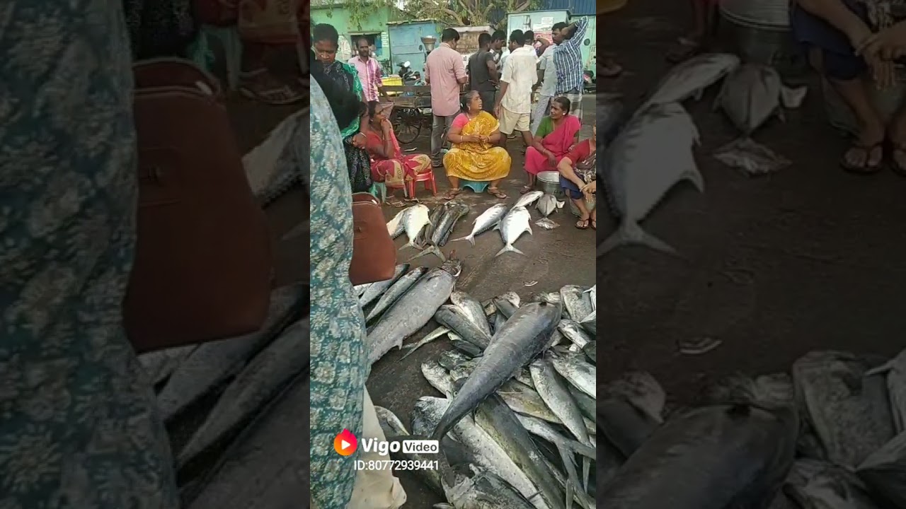 Big Fishes At Kasimedu Fish Market YouTube big-fishes-at-kasimedu-fish-market-youtube