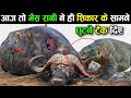 आज तो भैस रानी ने ही शिकार के सामने घुटने टेक दिए | Wildlife Animals Fighting Video