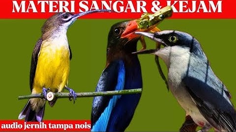 masteran viral 2025 | Jinjing petulak, pijantung pisang & tengkek udang