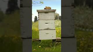 أعمال النحل في شهر جويلية يوليو في تربية النحل