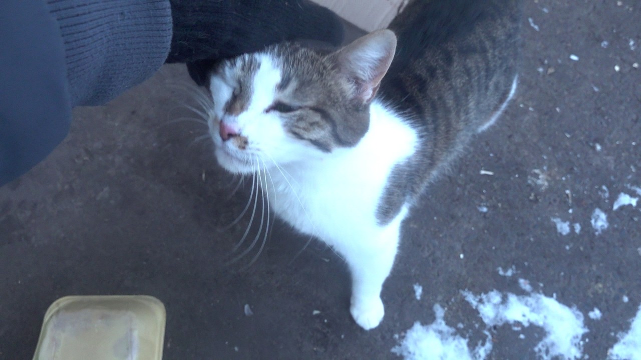 Cute kitty wants cuddles after food in the snow