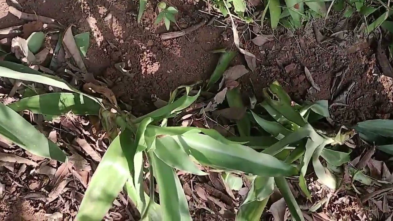 SUCULENTA CALLISIA FRAGRANS FALSA BROMÉLIA/COMO CUIDAR/MUDAS/PENDENTE/TUDO Q VC PRECISA SABER/LIVRO 