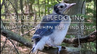 Blue Jay Fledgling - what to do when you find one?