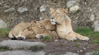 Die vier Löwenbabys - Zoo Zürich