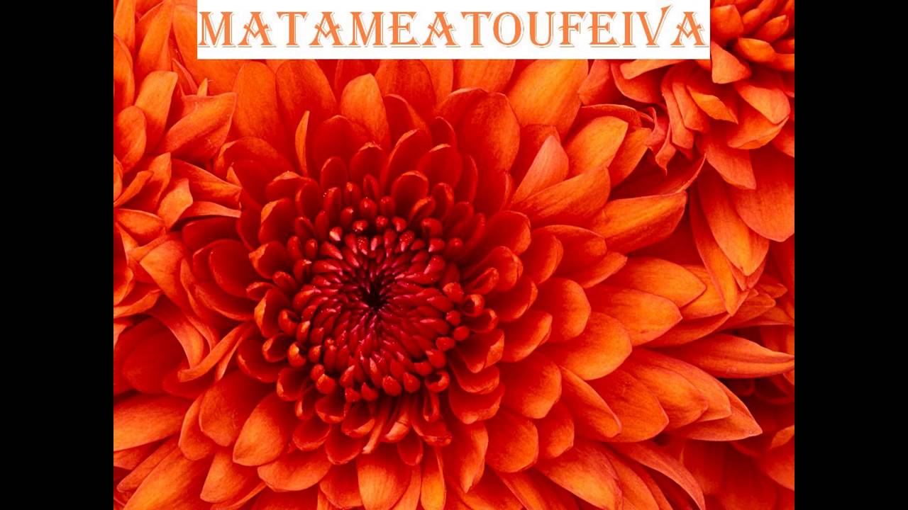 MATAMEATOUFEIVA - KALAPU MOSIMOSI 'O AOTEAROA