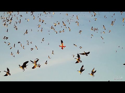 Bird Hunting - Goose and Dove - by ShotKam