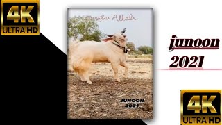 Lll Eid Ul Adha Mubarak Status National Bakra Teameid Mubarak Status Special Bakra Eid Status