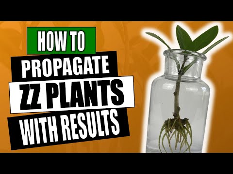 ZZ Plant Propagation - Zamioculcas Zamifolia - Houseplant Care