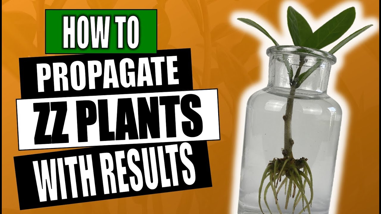 How to Propagate Your ZZ Plant - Zamioculcas Zamifolia - Houseplant