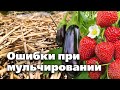 КАК ПОЛУЧИТЬ ОТ МУЛЬЧИ МАКСИМАЛЬНУЮ ПОЛЬЗУ. СЛЕДУЙТЕ ЭТИМ СОВЕТАМ