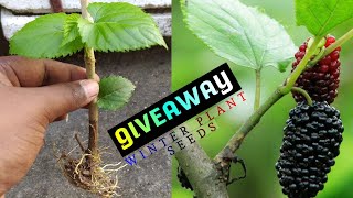 GIVEAWAY | How to Grow Mulberry Plant from Cutting in Hindi | The Smart Gardener