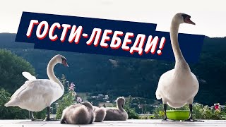 Лебеди в доме, это надо видеть!