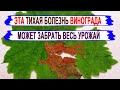 🍇 Чтобы не остаться СОВСЕМ без УРОЖАЯ не пропусти ЭТУ НЕЗАМЕТНУЮ болезнь винограда. СЕРАЯ ГНИЛЬ!