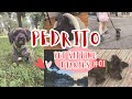 Interview With An Adopted Shelter Dog ||  PSD Ep. 1