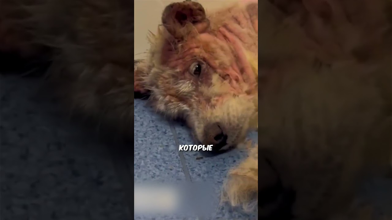ОНА ПЕРЕЖИЛА СТРАШНОЕ! 😱  #добро #животные #спасение