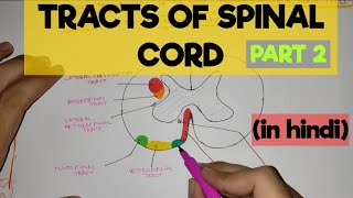 Tracts of Spinal Cord - 2 | Extrapyramidal Tracts