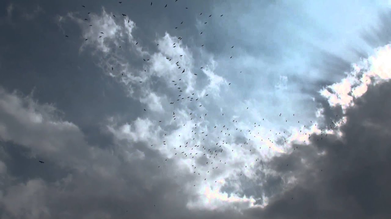 ユリカモメの鳥柱 Youtube