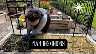 PLANTING ONIONS || I AM SO HAPPY THEY ARE FINALLY IN!!!! 