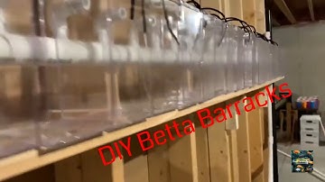 Our DIY Betta Barracks