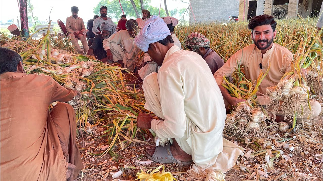 Garlic farming and harvesting machine | NARC G1 | hassanvlog