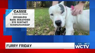 Furry Friday: Meet Cassie! screenshot 5