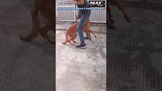Focused Heelwork &amp; Impulse Control #maxthebelgianmalinois #belgianmalinois #dogtraining #maligator