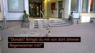 Die Enten Und Ihr Bankbesuch