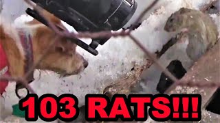 103 Rats eRATicated by Mink and Dogs!