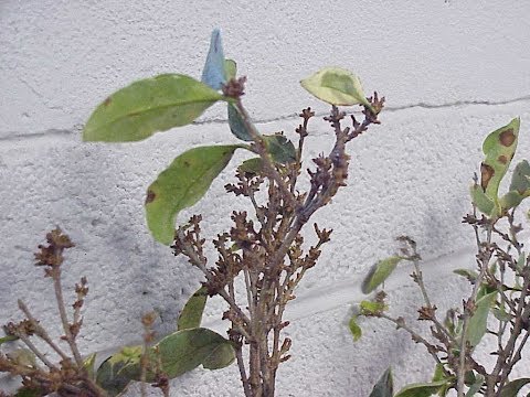 Video: Fuchsia gallemiddbehandling - hvordan bli kvitt gallemidd på fuksia