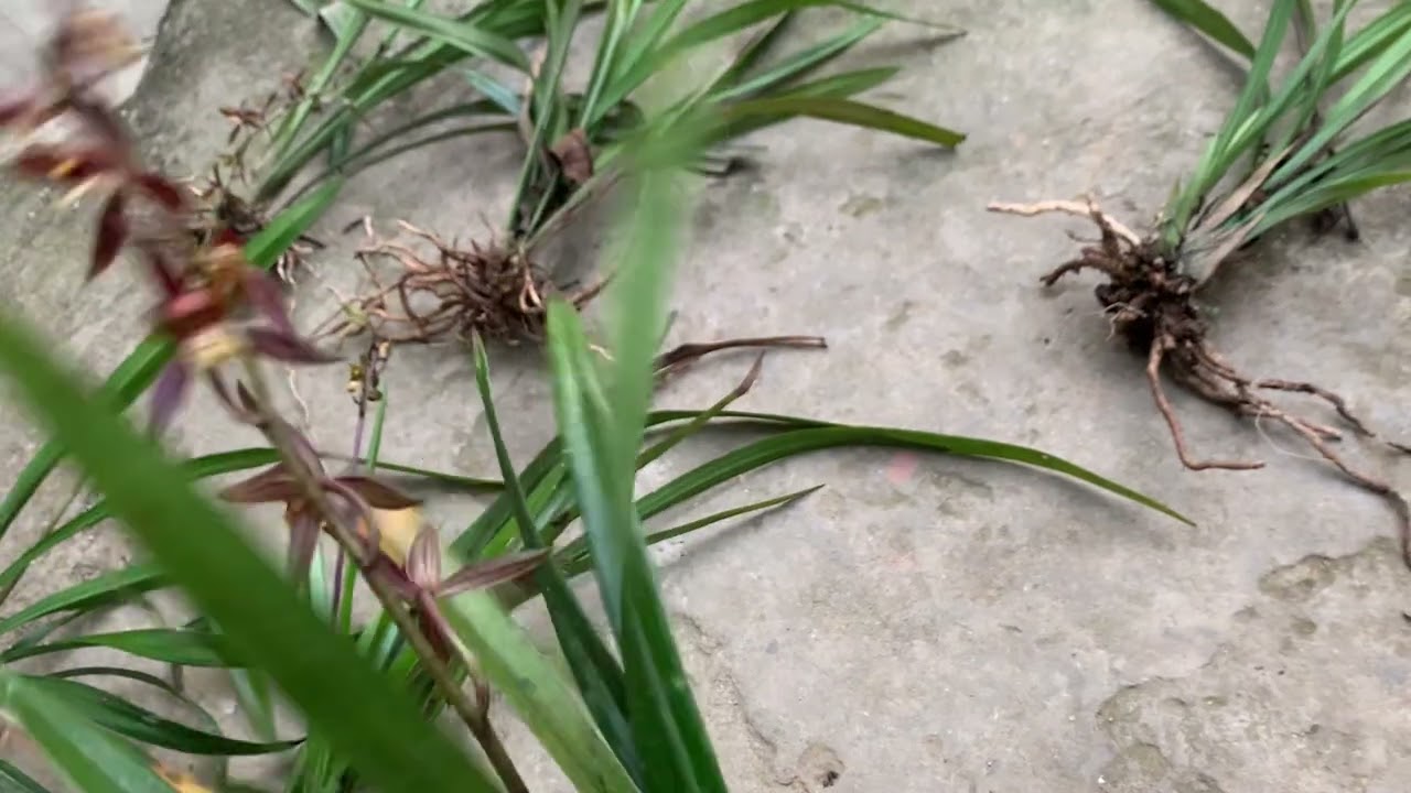 Phiên tối 27/2/2026 Sđt 0961047918 địa lan mạc Xuân đang hoa 