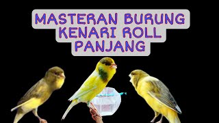 Masteran Kenari Ngeroll Panjang, Masteran Kicau Mania