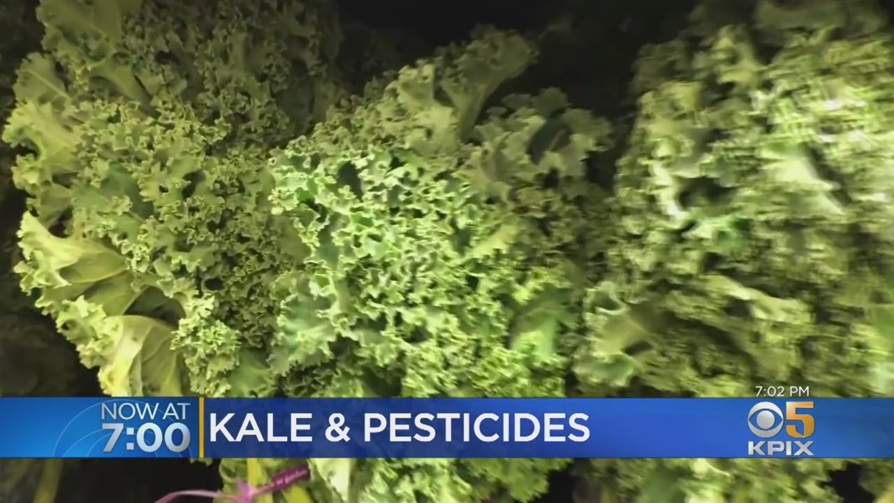 Kale Placed 3rd On Produce Pesticide List - YouTube
