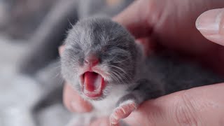 The third days after the birth of the newborn kittens. Mom cat is always there by Little Kittens 7,909 views 2 years ago 2 minutes, 18 seconds