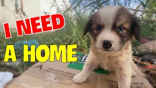 Rescued a sick puppy abandoned in the field, need a new home for the little dog