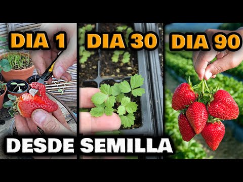 Video: ¿Cómo cultivar fresas a partir de semillas en casa?