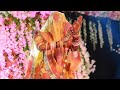 Ghoomar  hivde ro haar  wedding performance rajasthanisong rajput ytshorts  ghoomar rajasthan