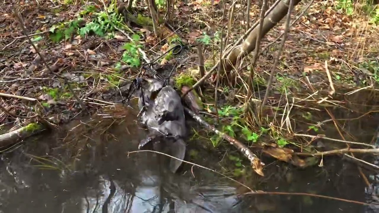 Algoma Trapping Season Episode 4