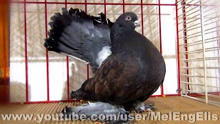 Pigeon Culbutant de posture de Rostov kite - SNC Woincourt 2022