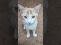 Cat funny shorts #youtubefeed #trending #ytshorts #cats #catfunny #like #shortsfeed